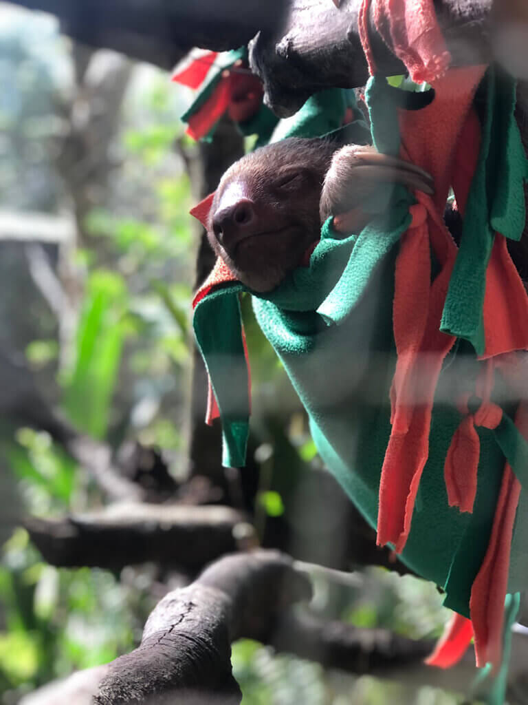 a sloth sleeps in his hammock