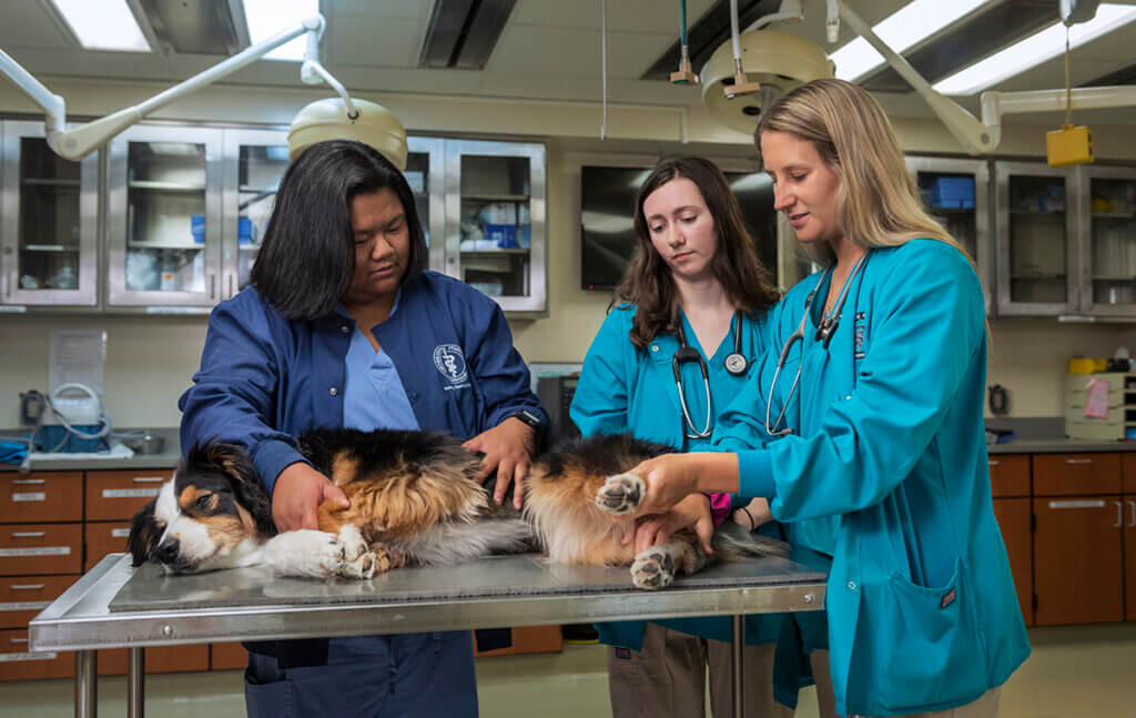 veterinary nursing students examine a dog on a table in the Small Animal Hospital