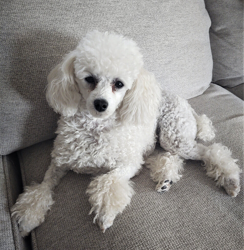 Anne is pictured lounging on a comfy chair