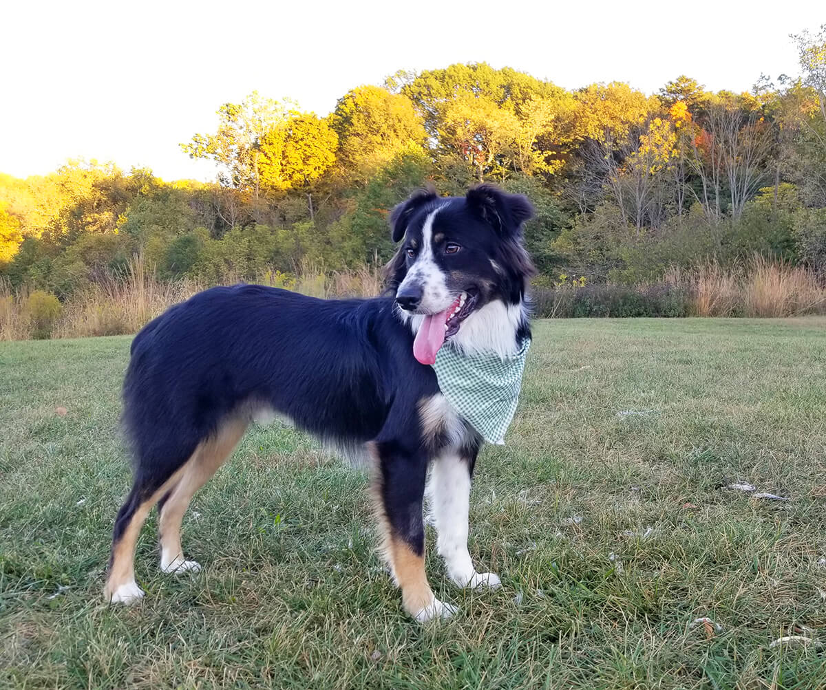 Norman is pictured smiling with his tongue sticking out as he stands in a grassy area near a tree line