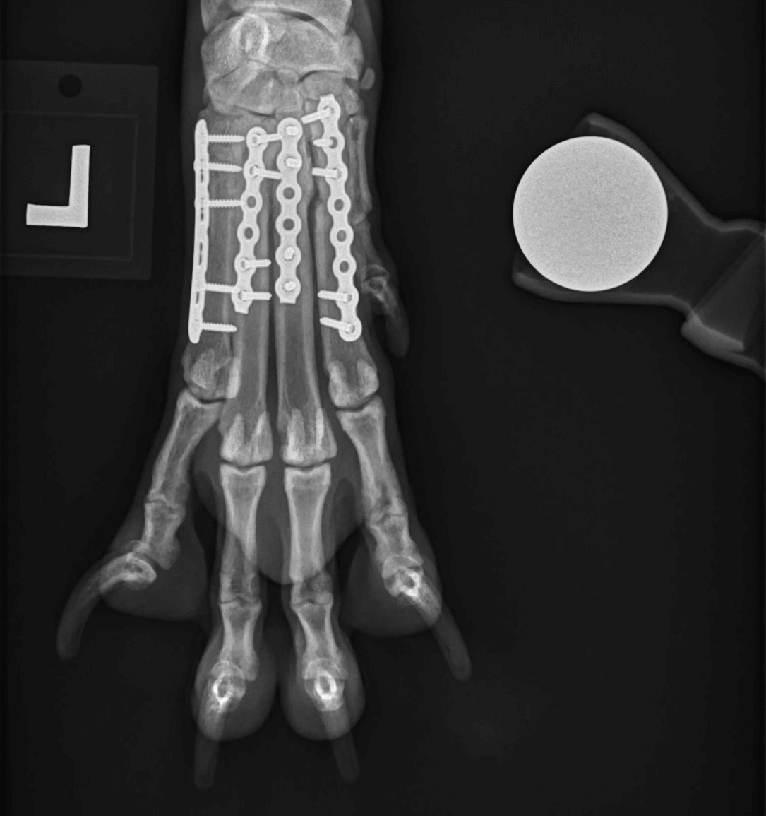 An x-ray showing the plates and screws in Ruby's foot