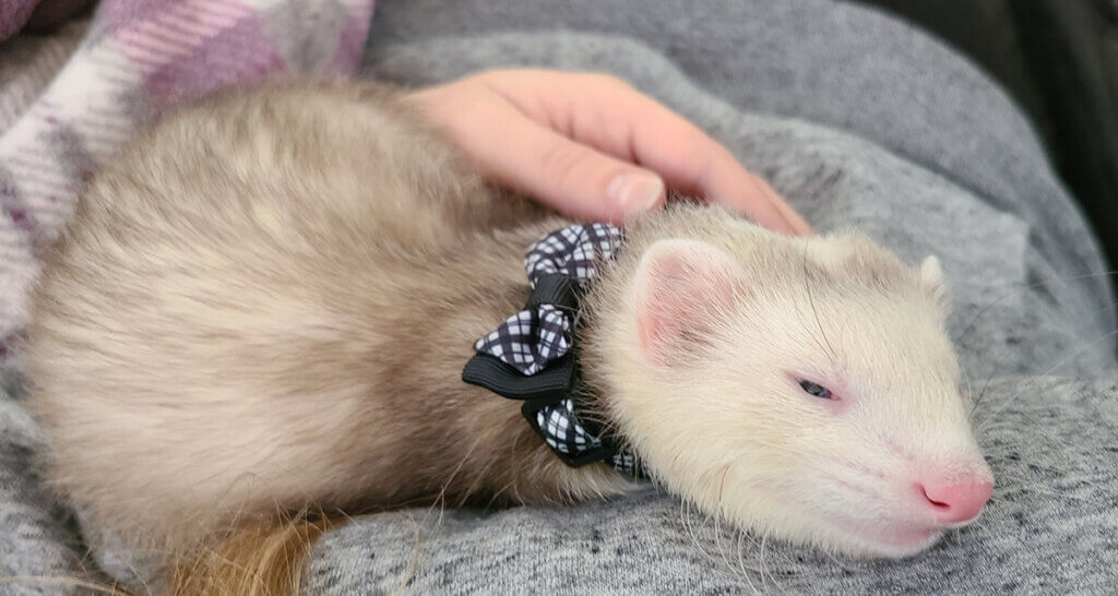 Scooter is pictured wearing a black and white plaid bowtie as he's held by his owner