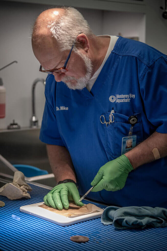 Dr. Mike leans over a workstation working on a sand dollar