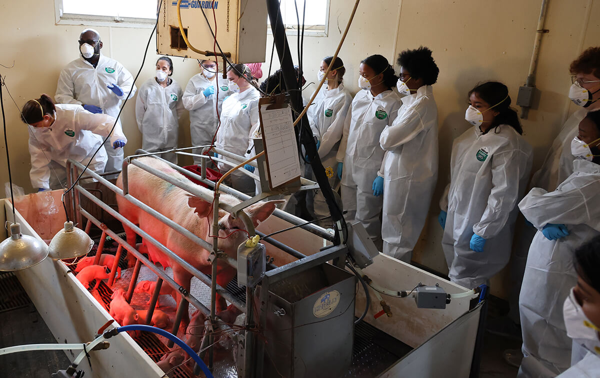 A sow and her piglets are pictured in an enclosure as Dr. Ragland speaks to the Vet Up! participants gathered around