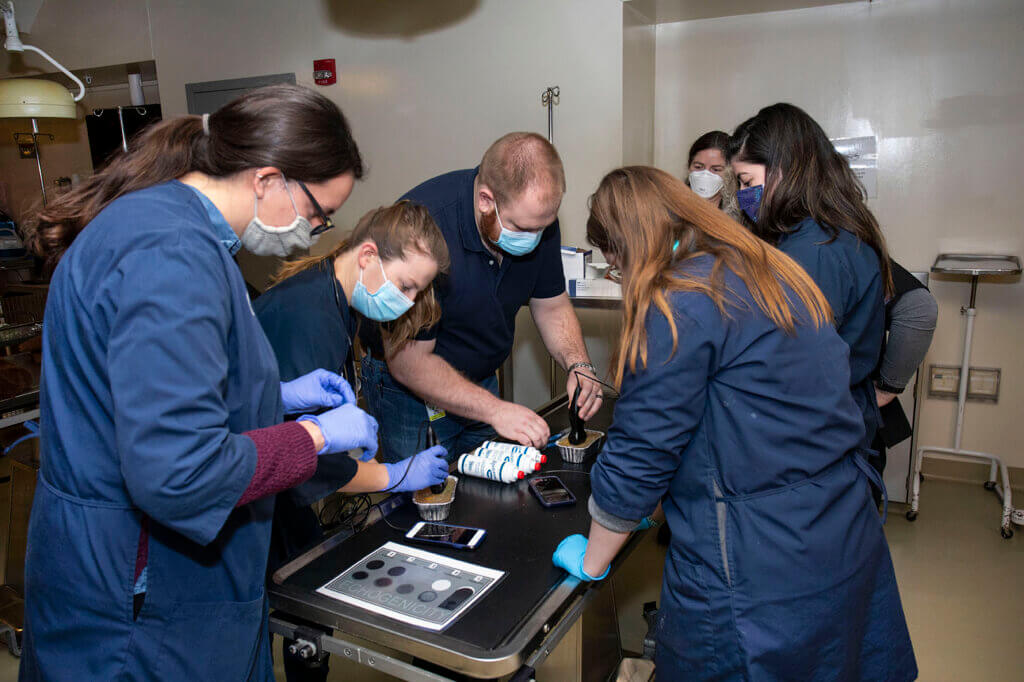 Veterinary students are introduced to the Butterfly iQ+ Vet ultrasound during a skills lab.