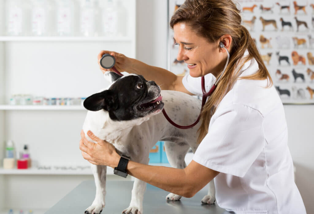 vet checking a dog