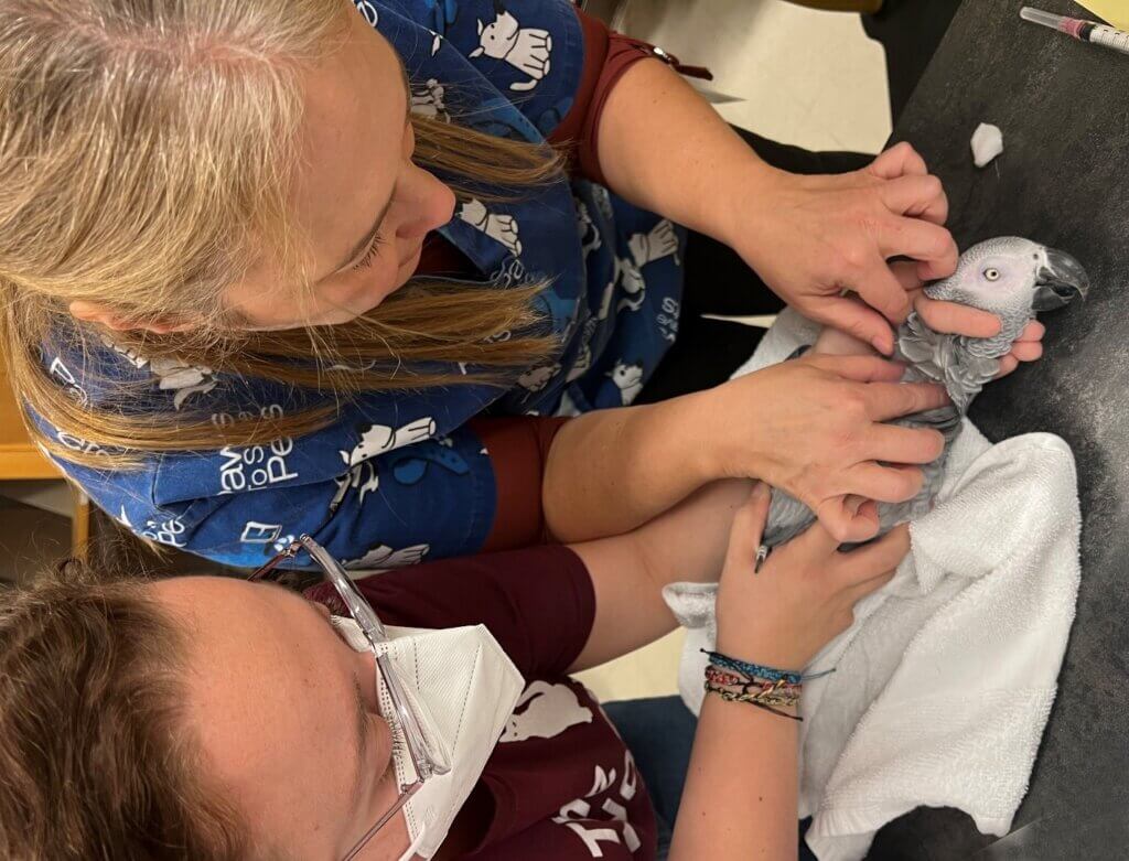 Medicine of Mammalian and Avian Species (MMAS) Symposium participants benefitted from great hands-on learning opportunities, including this demonstration in which Dr. Lorraine Corriveau helps instruct about where a blood sample can be obtained from an African grey parrot.