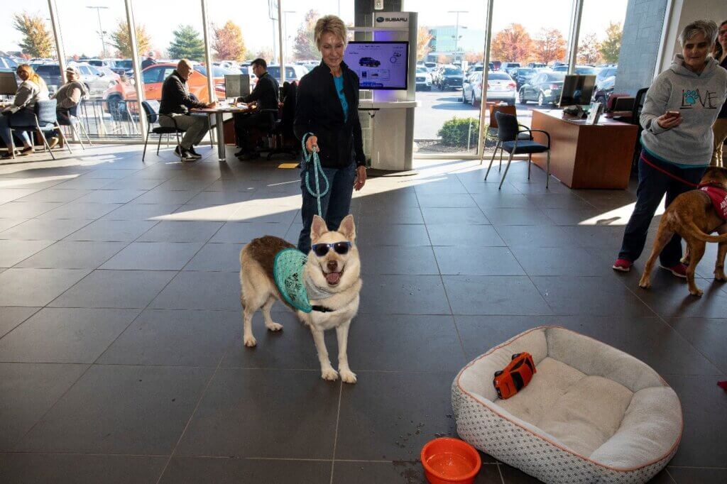 Adoptable pets stole the show Saturday, October 29, at Bob Rohrman Subaru in Lafayette during an adoption event coordinated by the dealership, Purdue Veterinary Medicine’s Priority 4 Paws program and two area animal shelters.
