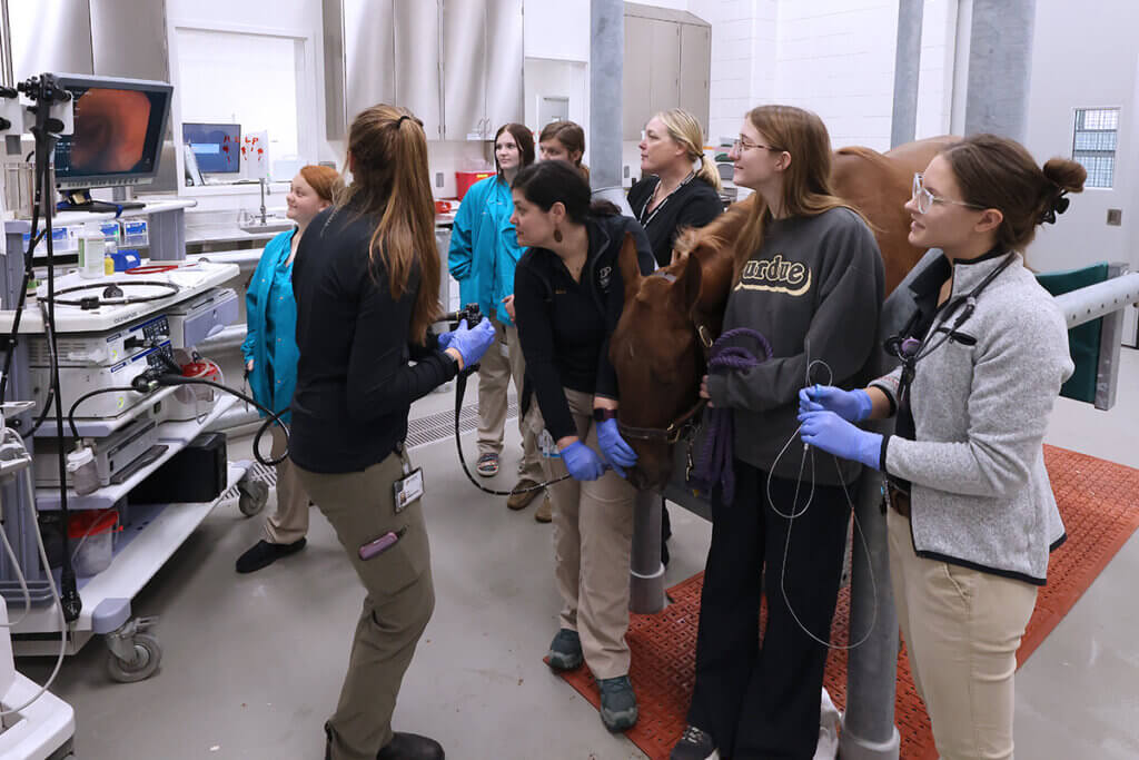 Veterinary care team examine the horses' airway using an endoscope as they observe the monitor