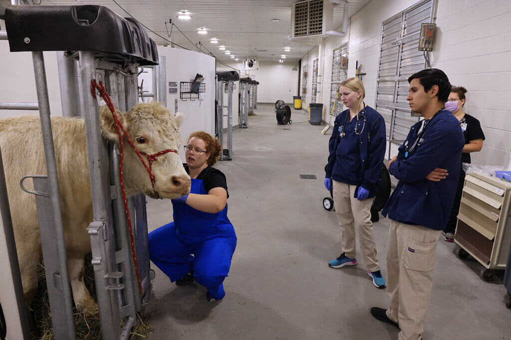 Carolyn kneels beside a cow in stocks as veterinary nursing students look on