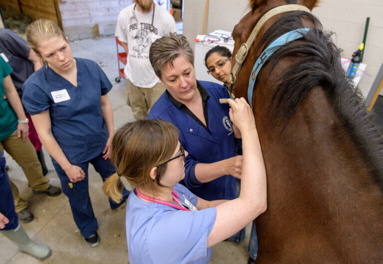 veterinary course in distance education