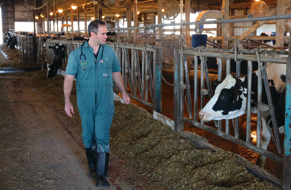 Dr. Neves walks through the Purdue Animal Sciences Research and Education Center as cows feed