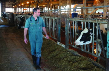 Dr. Neves walks through the Purdue Animal Sciences Research and Education Center as cows feed