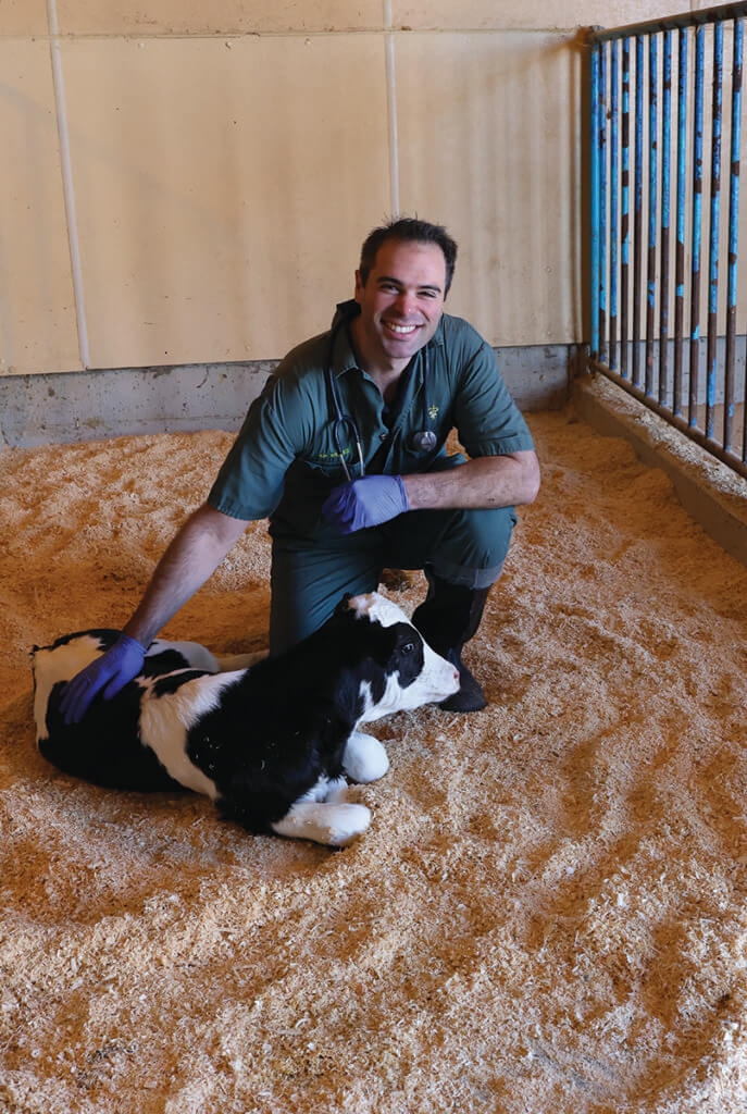 Dr. Neves kneels beside a black and white calf with his hand resting on the calf's back. Dr. Neves is wearing blue medical gloves, green coveralls, boots, and a stethoscope.