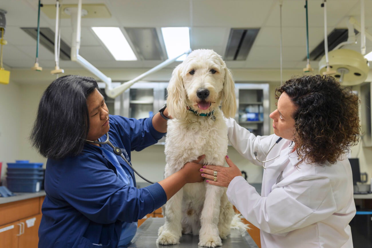 College of Veterinary Medicine and Purdue University Online team give