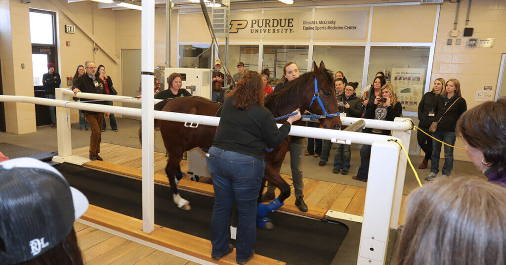 Attendees watch an equine treadmill demonstration with Laila the horse