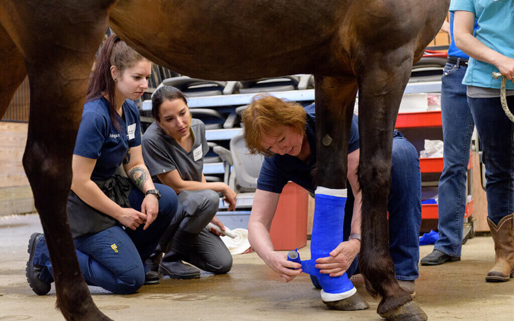 Rose bandages a horse's leg as students observe.