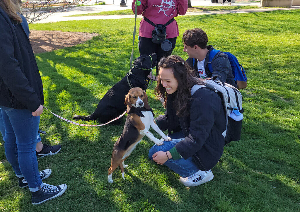 A Beagle stands with her front legs on a students leg who looks on smiling