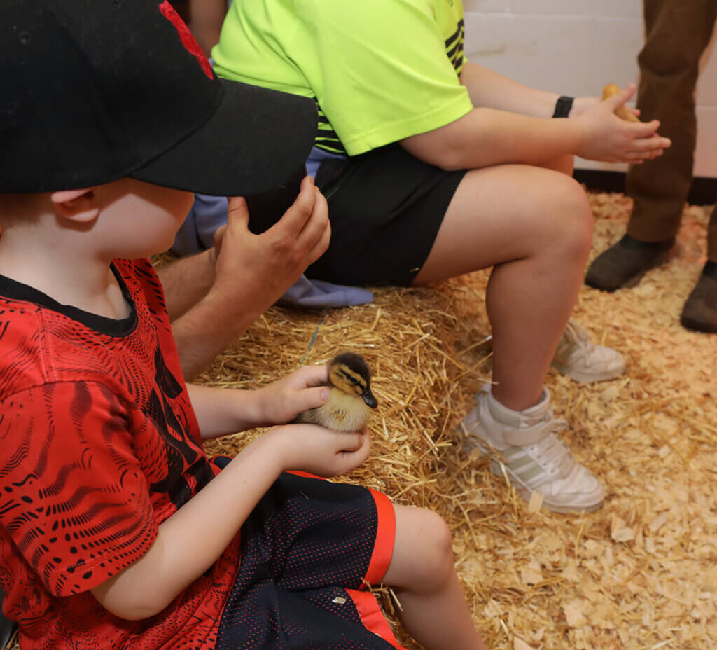 A young boy wearing a baseball hat gently holds a duckling