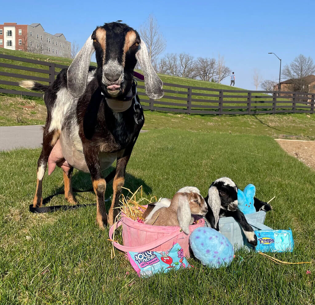 A mama goat stands beside her baby goats that are cutely displayed in Easter baskets alongside their namesake treats.