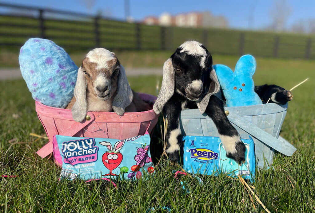Jelly Bean and Peep pictured in Easter baskets alongside packages of their namesake treats