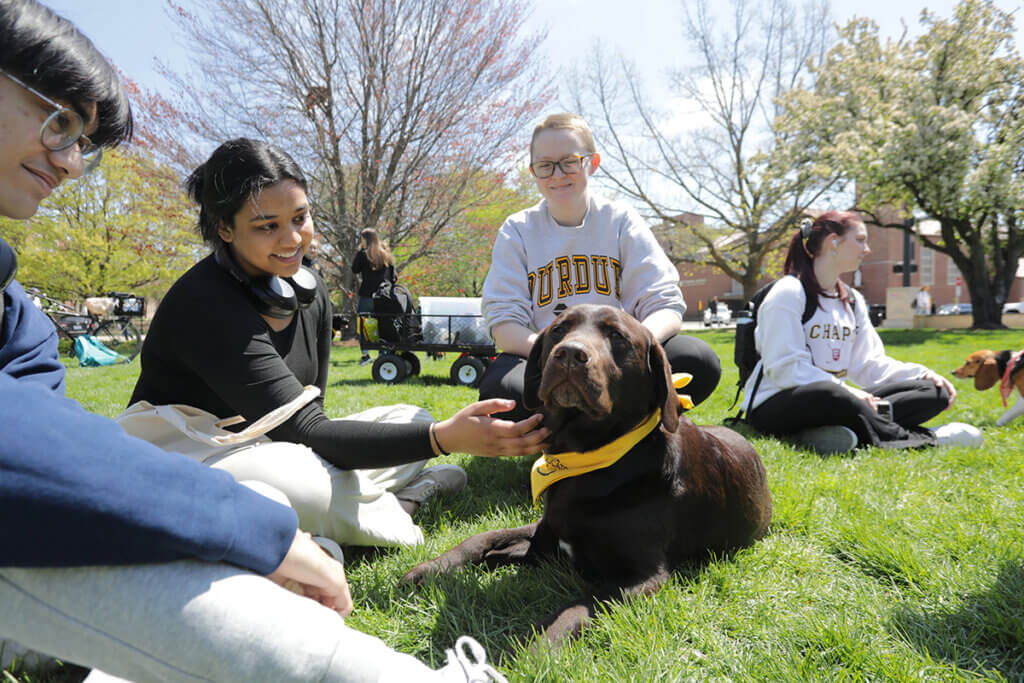 A chocolate lab enjoys some love from students who took some time to sit in the grass enjoying the sunshine on Wednesday