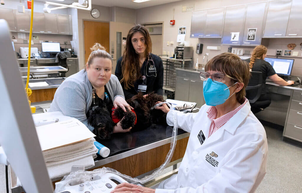 Dr. Knapp performs an ultrasound on a black Scottish Terrier with the assistance of veterinary technician Lindsey Fourez and medical oncology resident Rebecca Weiske