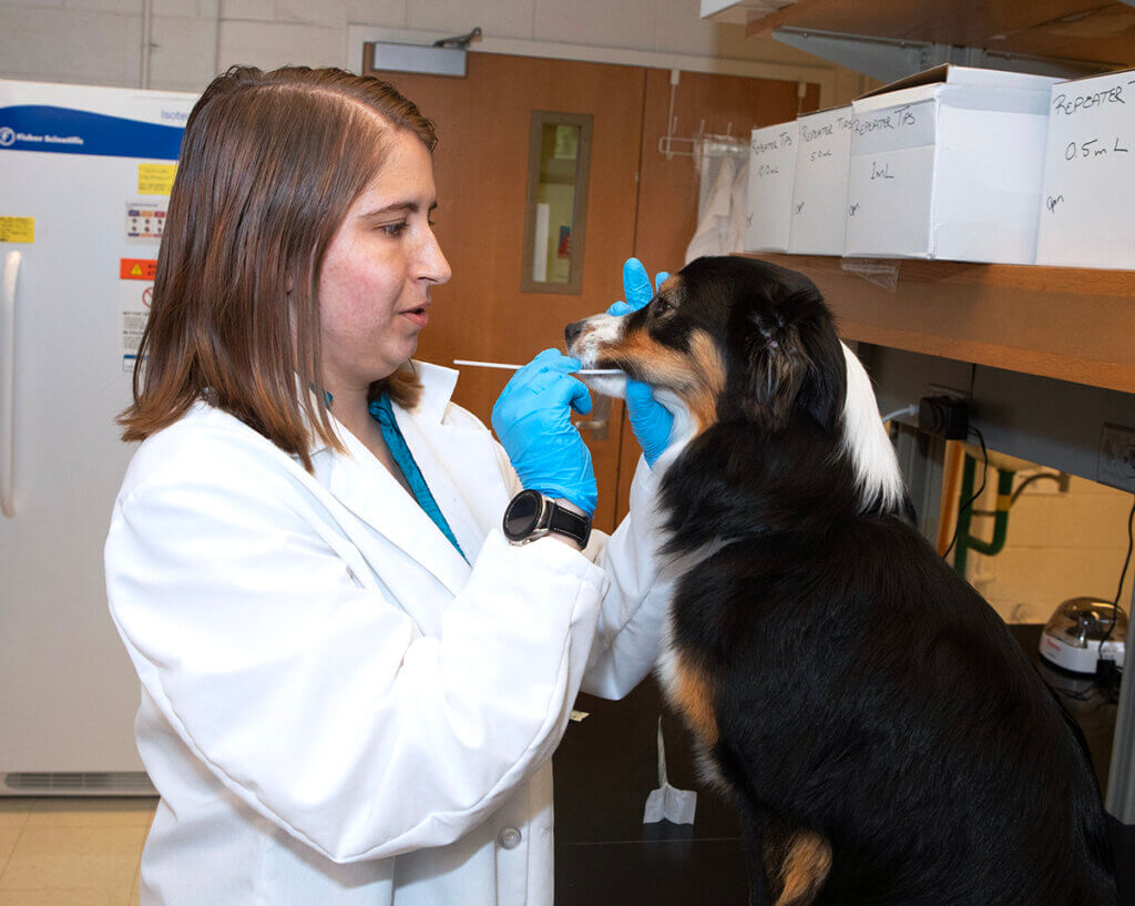 Shawna swabs the cheek of a Miniature American Shepherd in Dr. Ekenstedt's lab.