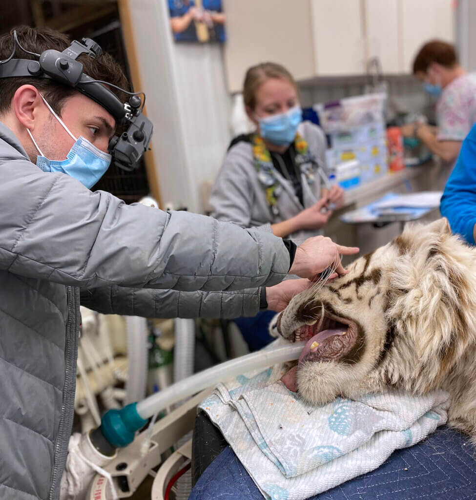 Levi examines Prince's eyes while the tiger is intubated lying on an exam table