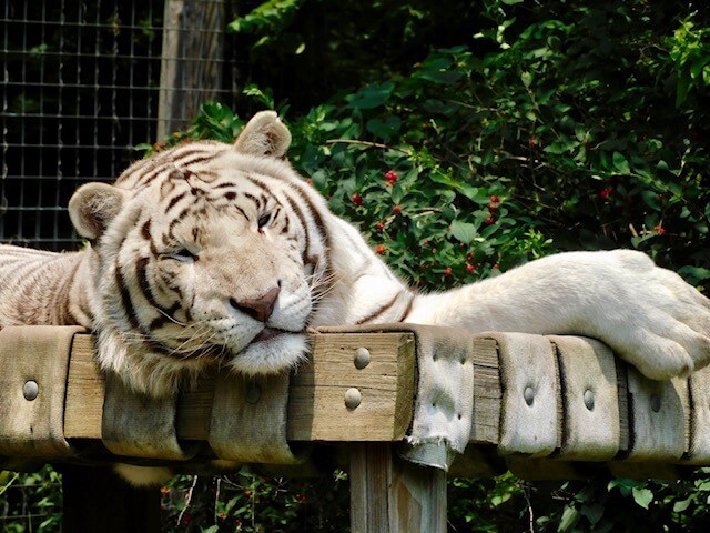 Prince lies outside in the sunshine on a platform in an enclosure at Black Pine Animal Sanctuary