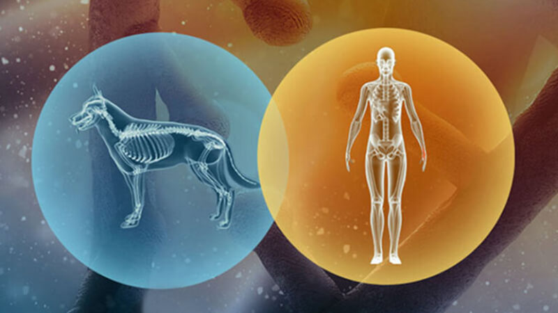 illustration of cellular level with connected scans of a dog and a human in the foreground