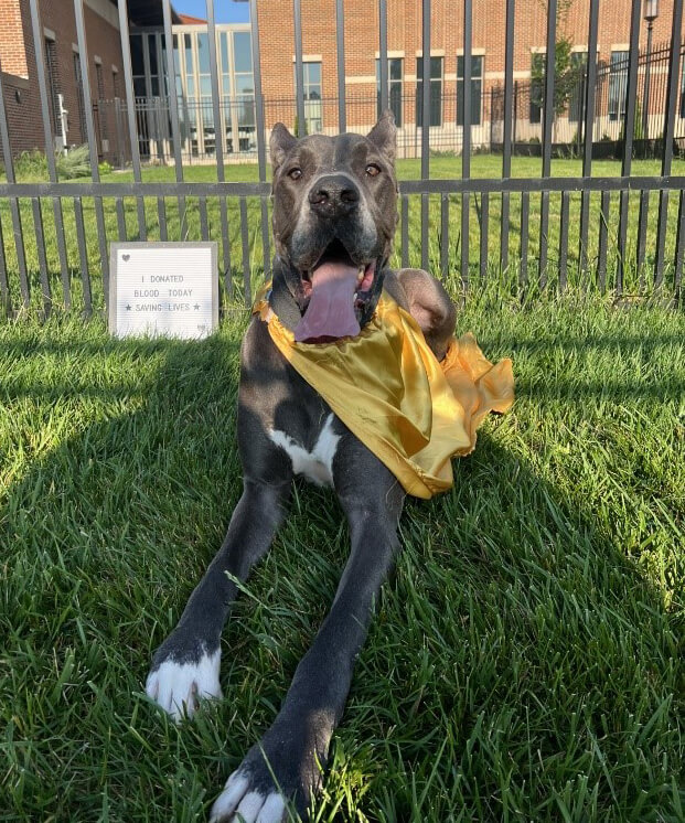 Caliber, a gray Great Dane is pictured outside the veterinary hospital wearing a gold cape with a sign saying "I Donated Blood Today - Saving Lives"