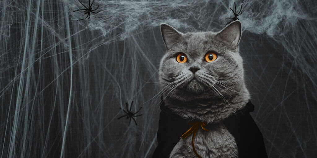 Portrait of a cat in a cape on a dark gray background closeup. Halloween cat in a vampire costume. 