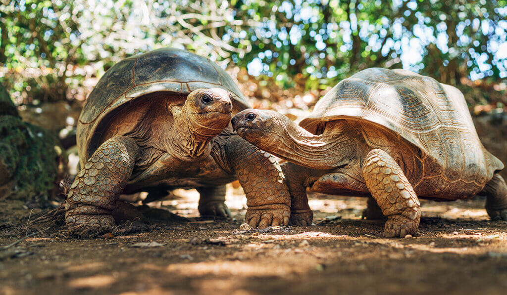 Giant tortoises interacting under shady trees