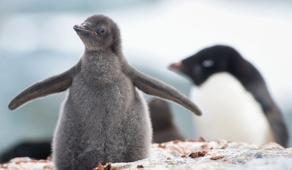 A gray fluffy baby penguin stands in the foreground with adult penguins in the background