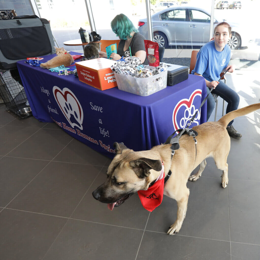 Humane Society staff await visitors with cats and a dog ready for adoption