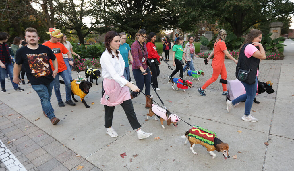 Canine Educators walking their parade route through Memorial Mall on campus