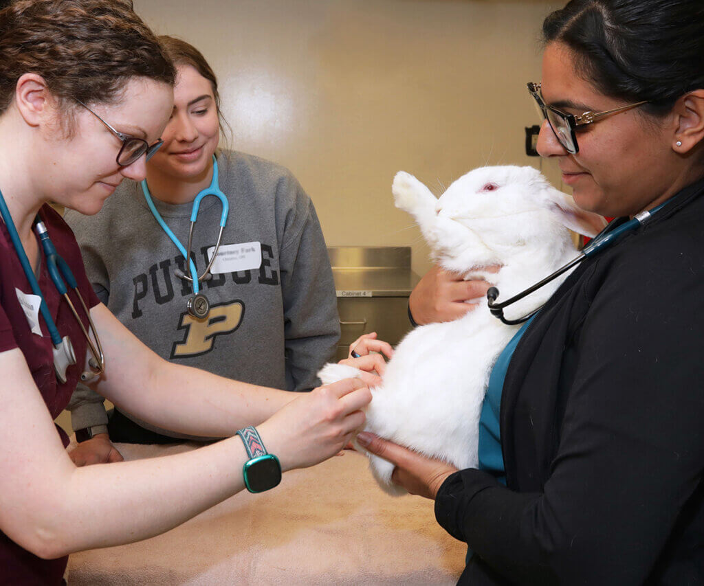 Students work together to examine a white bunny