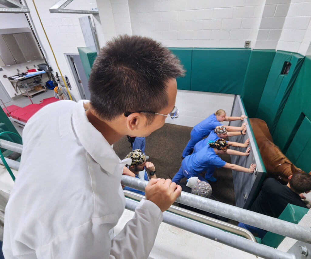 Dr. Zhong leans against the railing in the observation area watching the surgery staff work with a horse