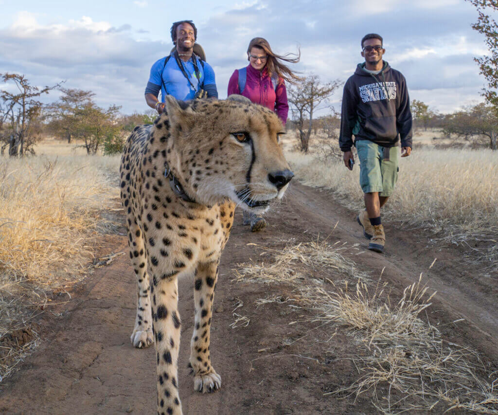 Students walk behind a cheetah during a study abroad experience in Africa