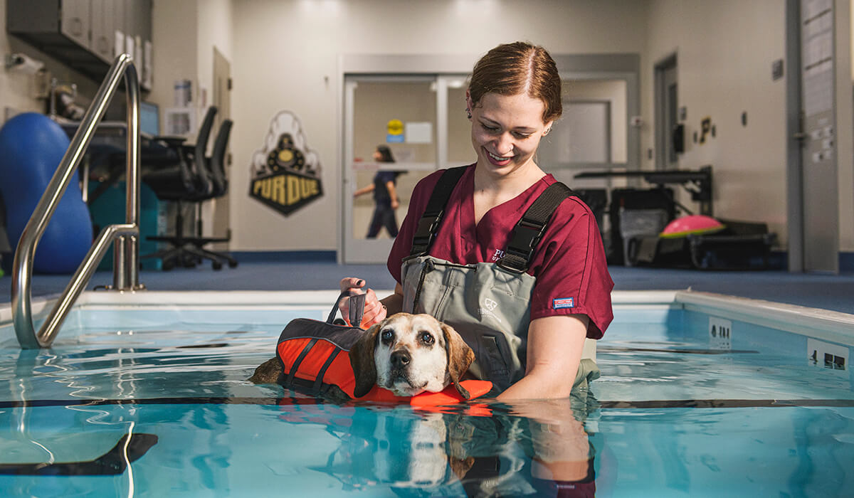 Veterinary nursing student, Brooke Toriani, exercises a beagle in the Physical Rehabilitation therapy pool - an in-ground in the treatment room.
