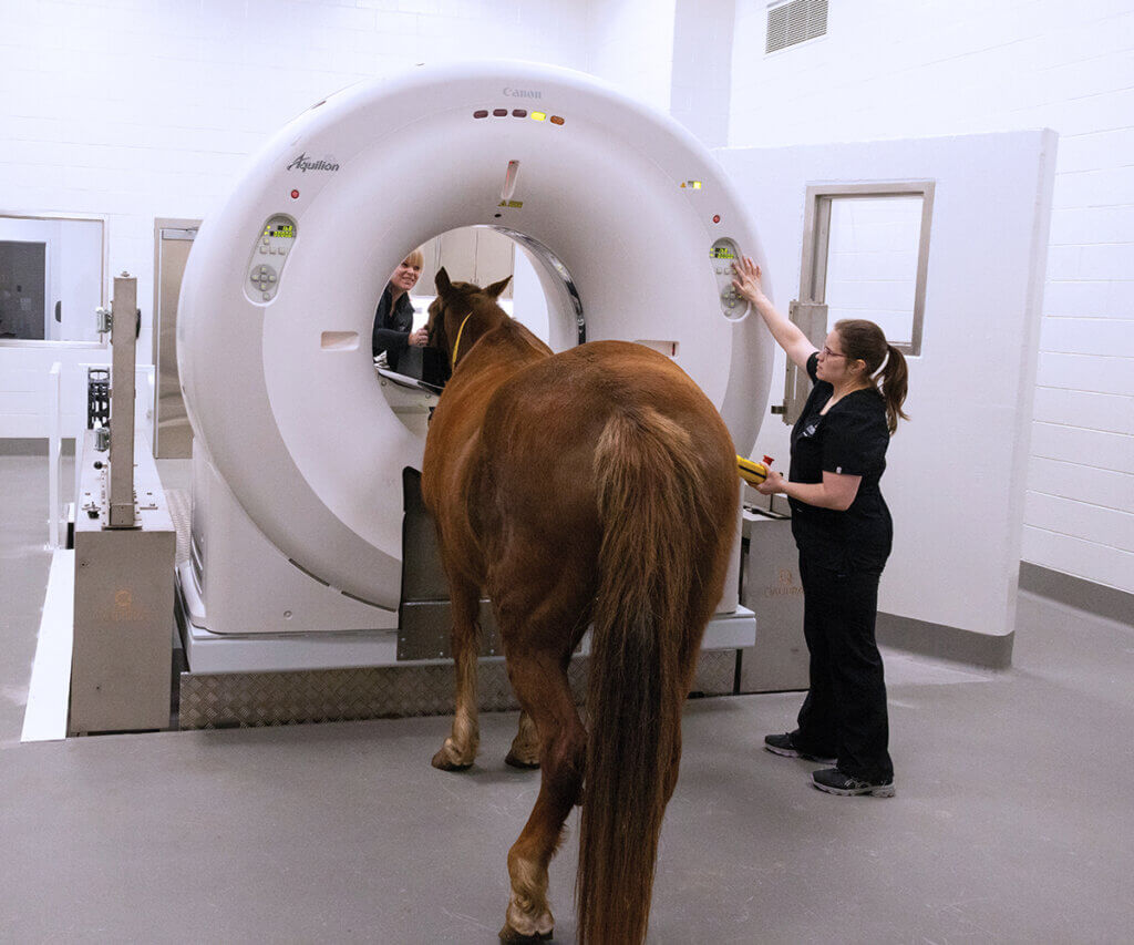 Veterinary nurses set up a CT scan of a horse's head as its guided into proper placement in the machine