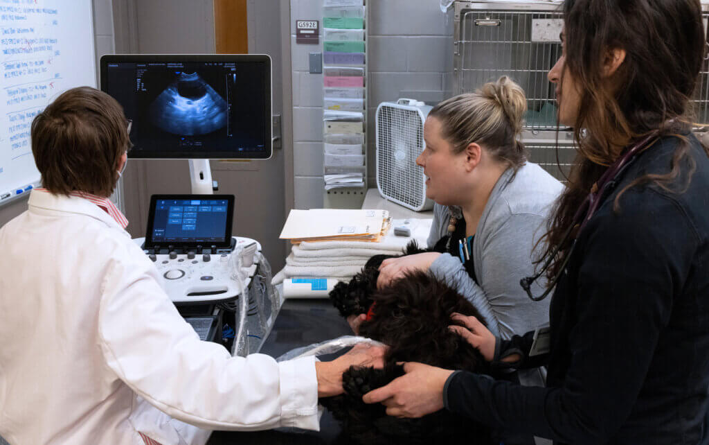 Dr. Knapp performs an ultrasound on a black Scottish Terrier patient in the Oncology treatment room, while a veterinary nurse and resident assist.