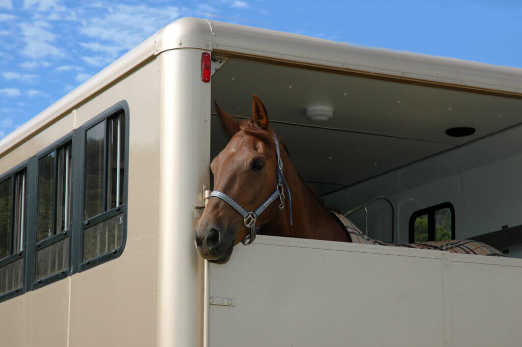 horse in a trailer