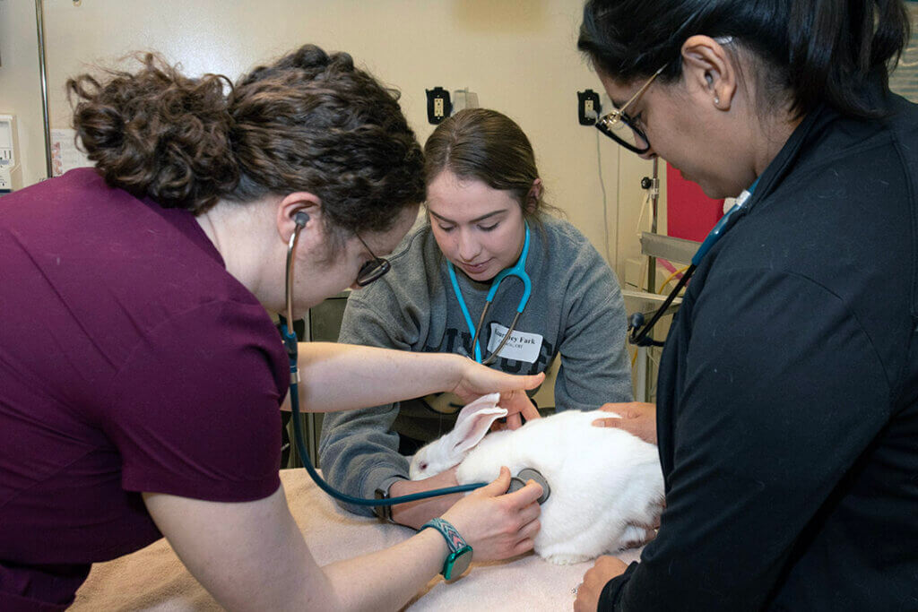 nursing students examine a rabbit