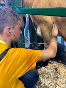 A Junior Boiler Vet Camp participant uses a stethoscope to listen to a cow’s heartbeat