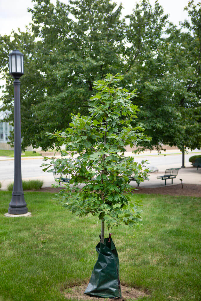 The memorial tree now is flourishing during the summer growing season!