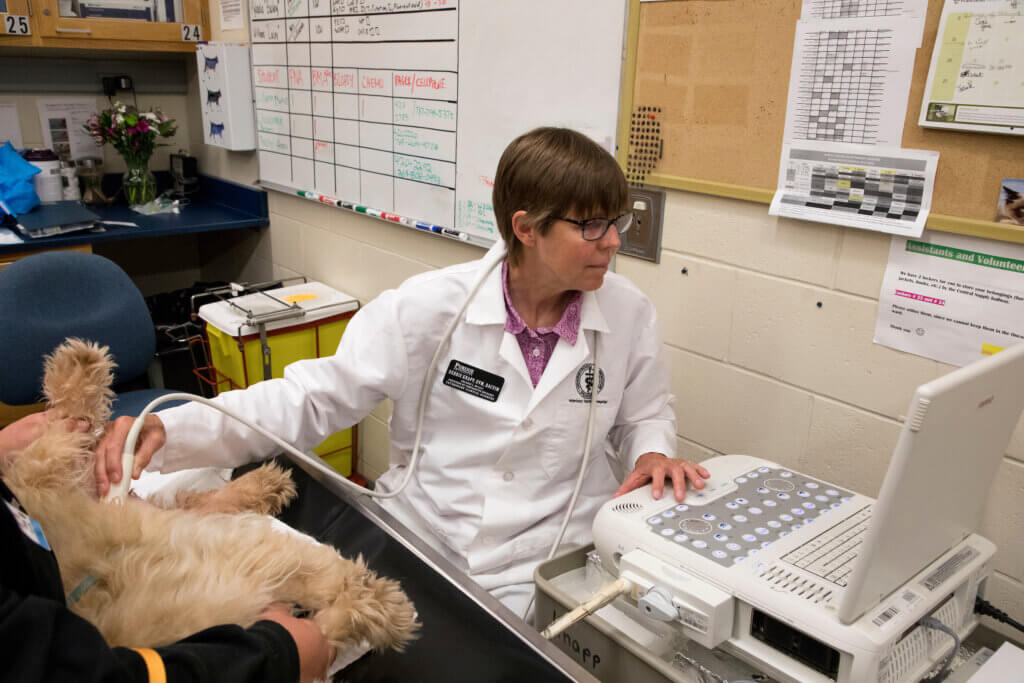 Dr. Deborah Knapp, Distinguished Professor of Comparative Oncology and Director of Evan and Sue Ann Werling Comparative Oncology Research Center, uses ultrasound to examine a dog with bladder cancer.