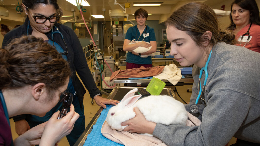 Veterinary Nursing students examining a white rabbit