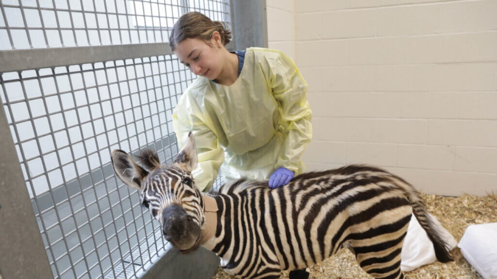 Foal watcher Ashley Beam, a first-year animal sciences student, with Marty the Zebra during his miraculous recovery at the Purdue University Equine Hospital.